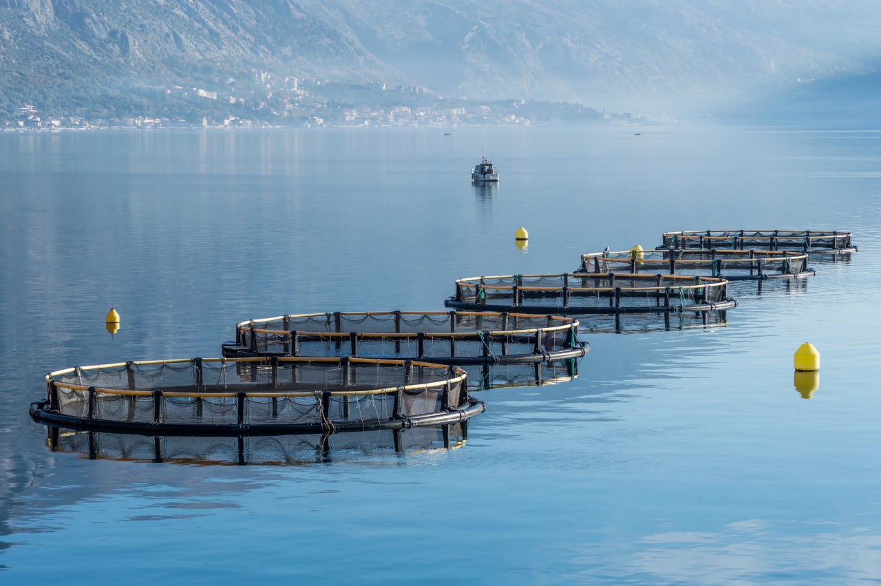 Аквакультурная ферма